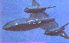 SR-71 image